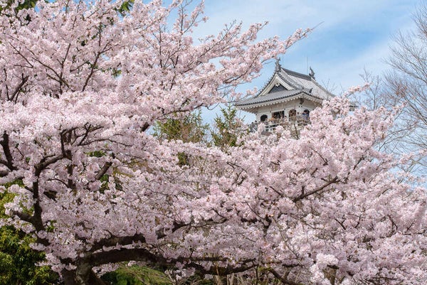 【花巻空港発】 《日本100名城めぐり》桜舞う 東海・近畿の名城めぐり ~信長、秀吉、家康ゆかりの城~ (3日間)2